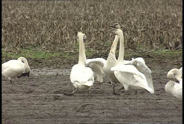 Trumpeter Swan - ML450158