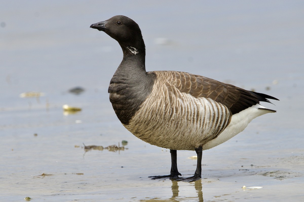 Brant (Atlantic) - ML450158191