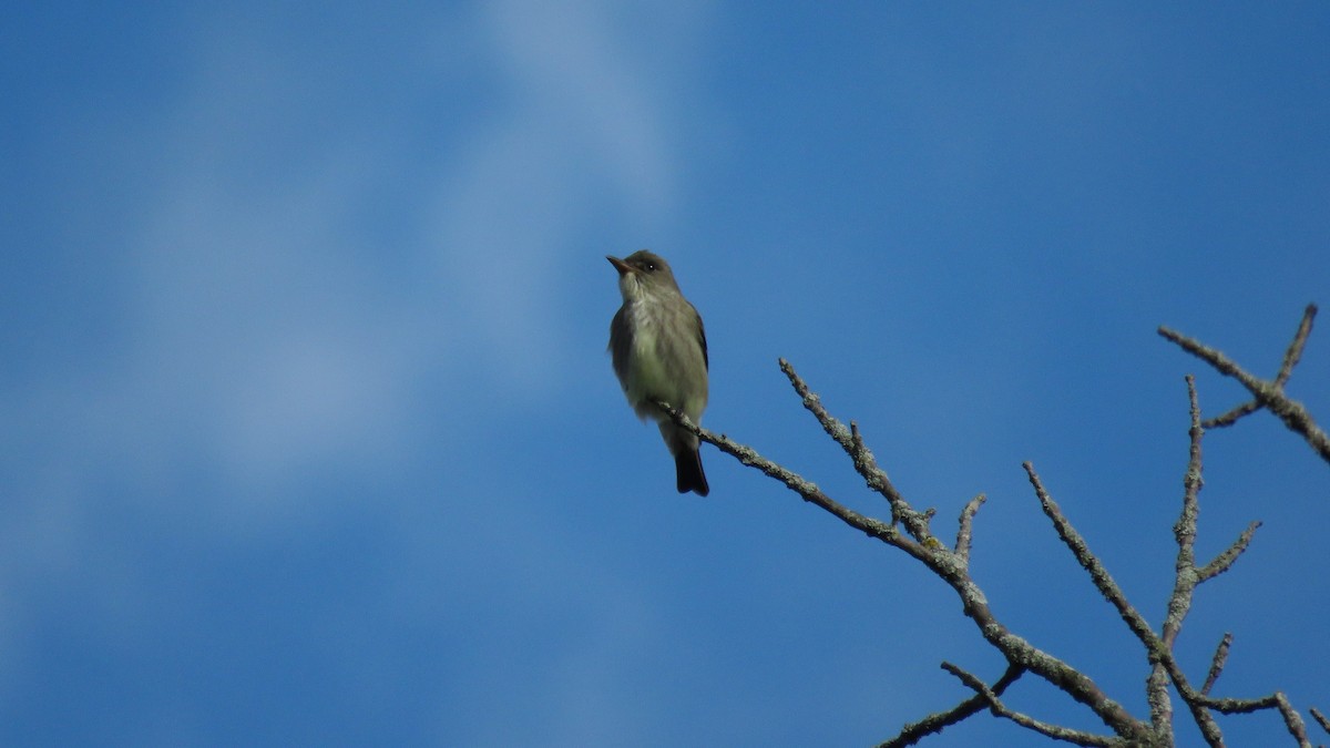 Olive-sided Flycatcher - ML450158531