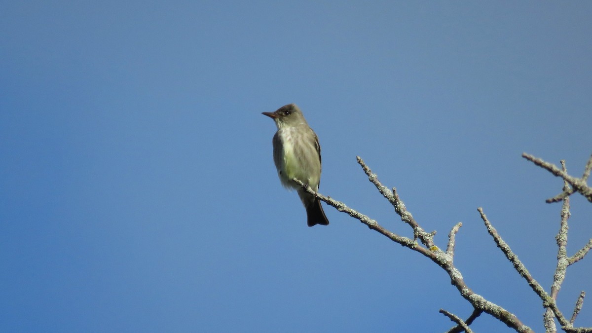 Olive-sided Flycatcher - ML450158551