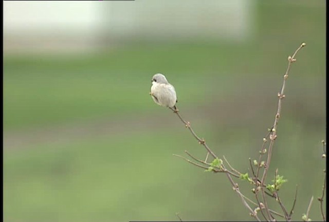 Northern Shrike (American) - ML450159