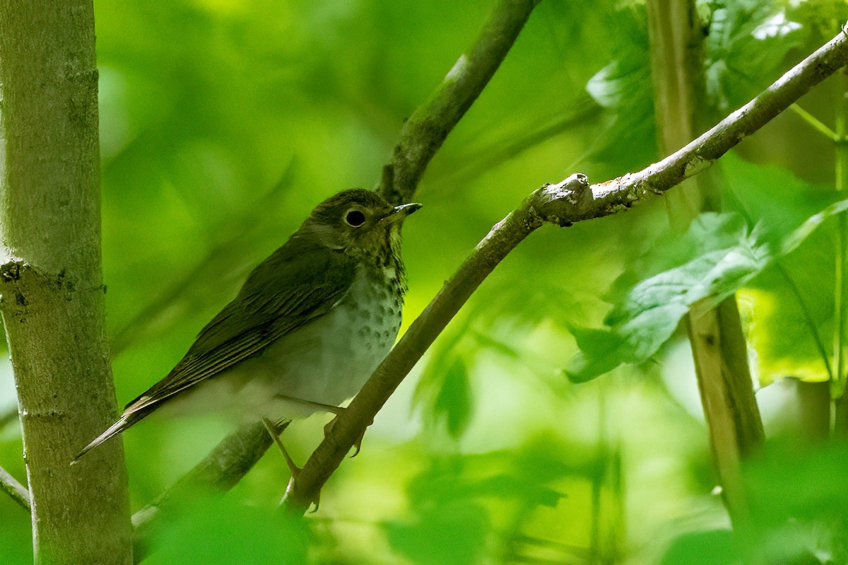 Swainson's Thrush - ML450159041