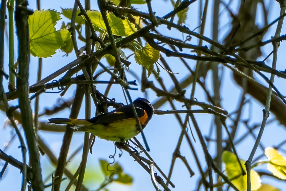 American Redstart - ML450159151