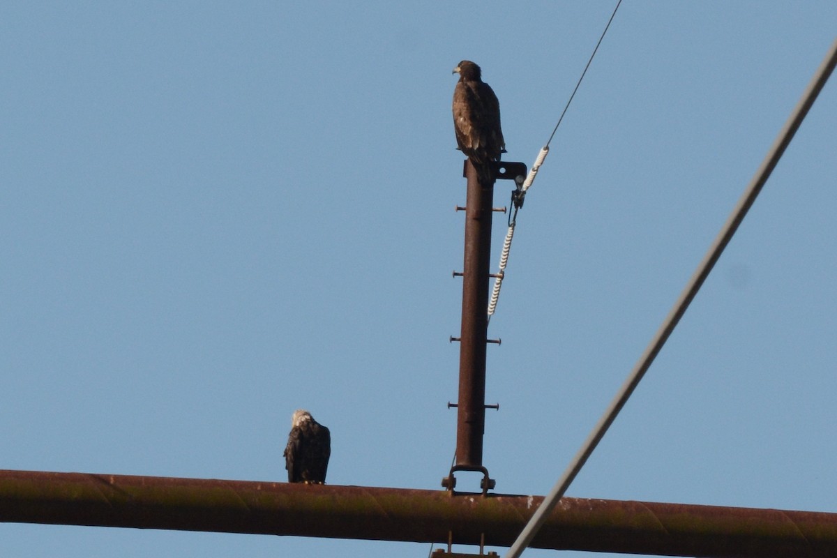 Bald Eagle - ML450159541