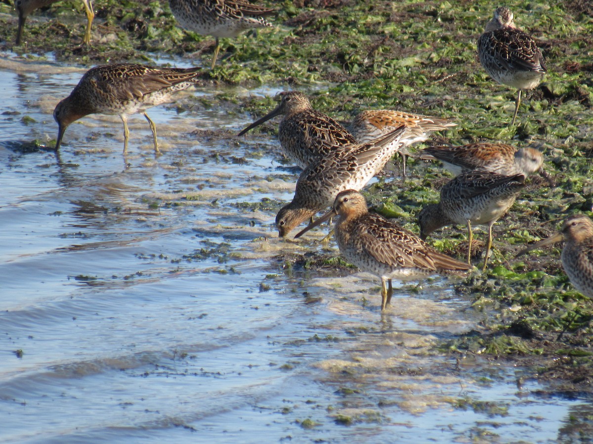 Short-billed Dowitcher - ML450161301