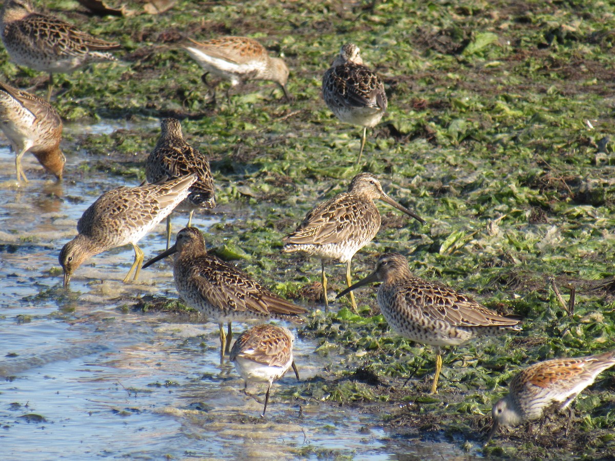 Short-billed Dowitcher - ML450161411