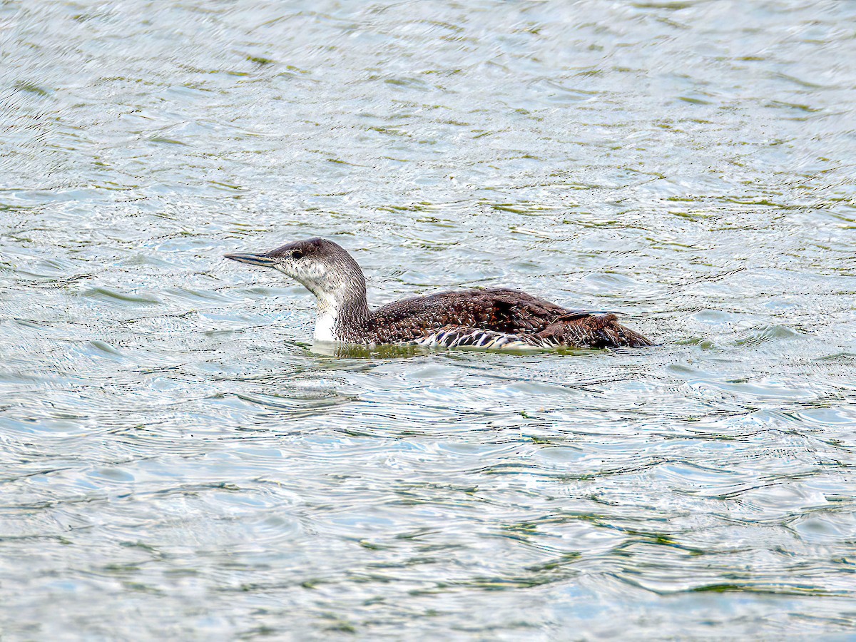 Red-throated Loon - ML450161431