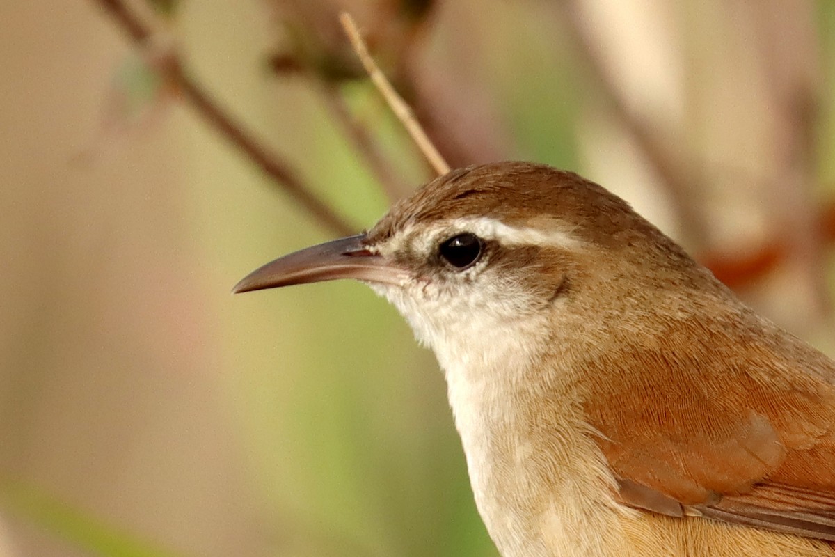 Curve-billed Reedhaunter - ML450162301