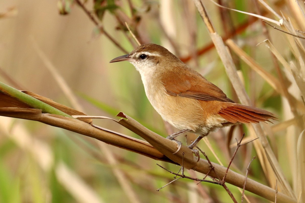 Curve-billed Reedhaunter - ML450162321