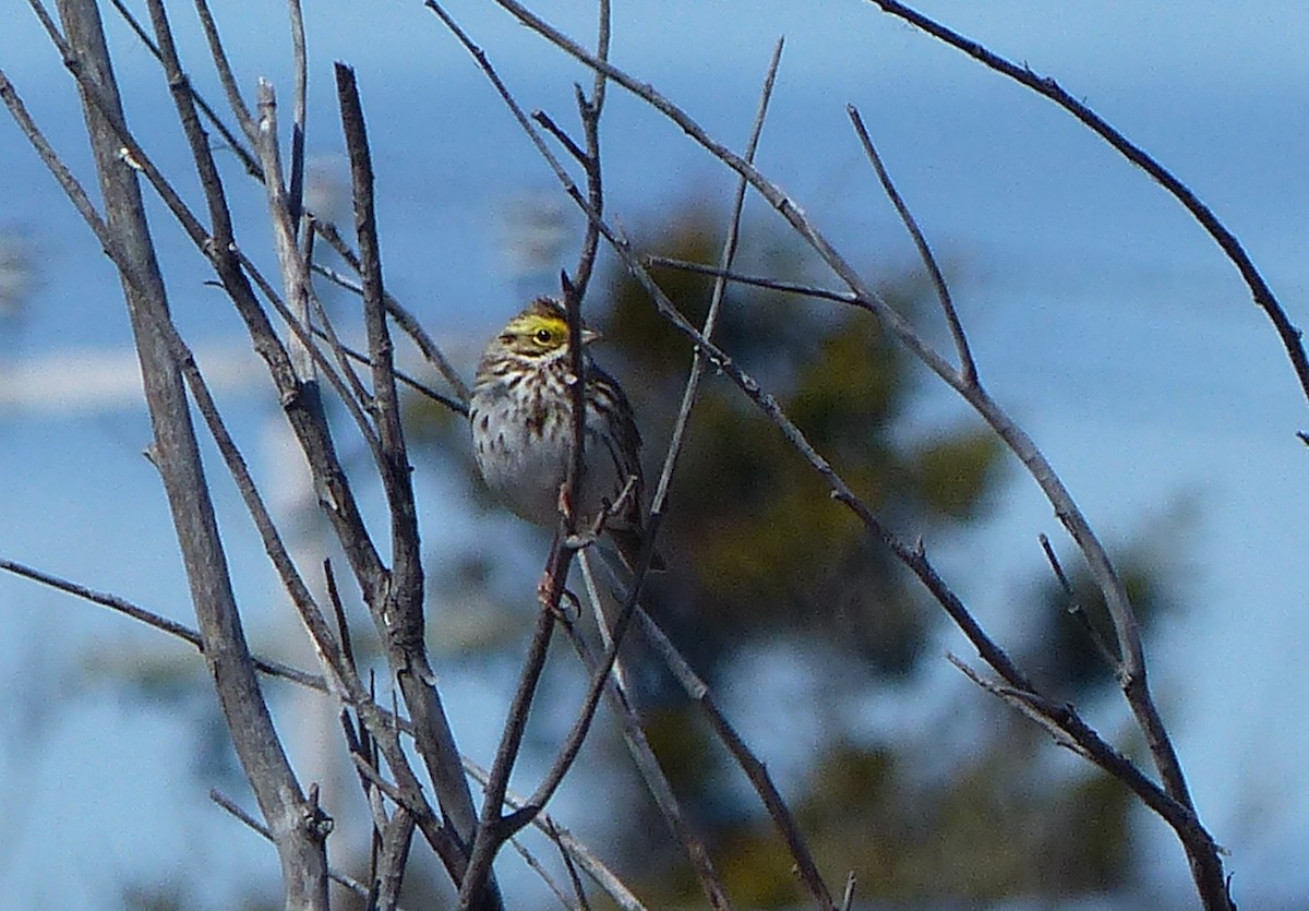 Savannah Sparrow - ML450163581