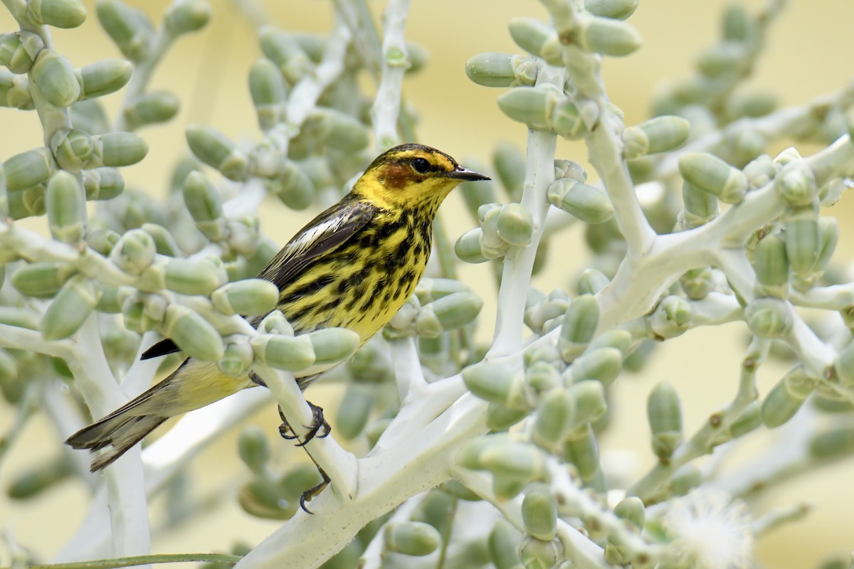 Cape May Warbler - ML450167231