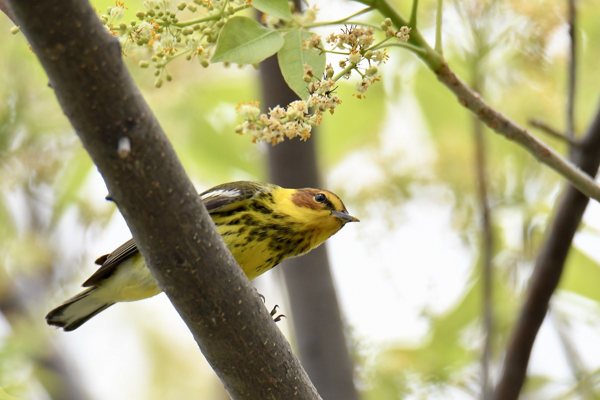 Cape May Warbler - ML450167241