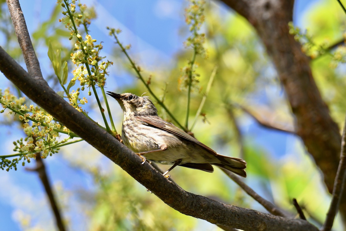 Cape May Warbler - ML450167331