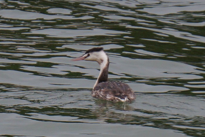 Great Crested Grebe - ML45016851