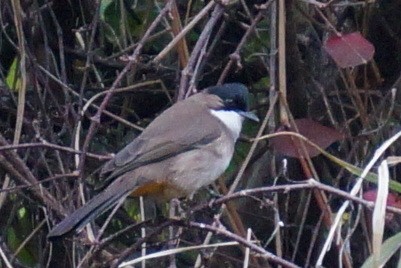 Brown-breasted Bulbul - ML45016861