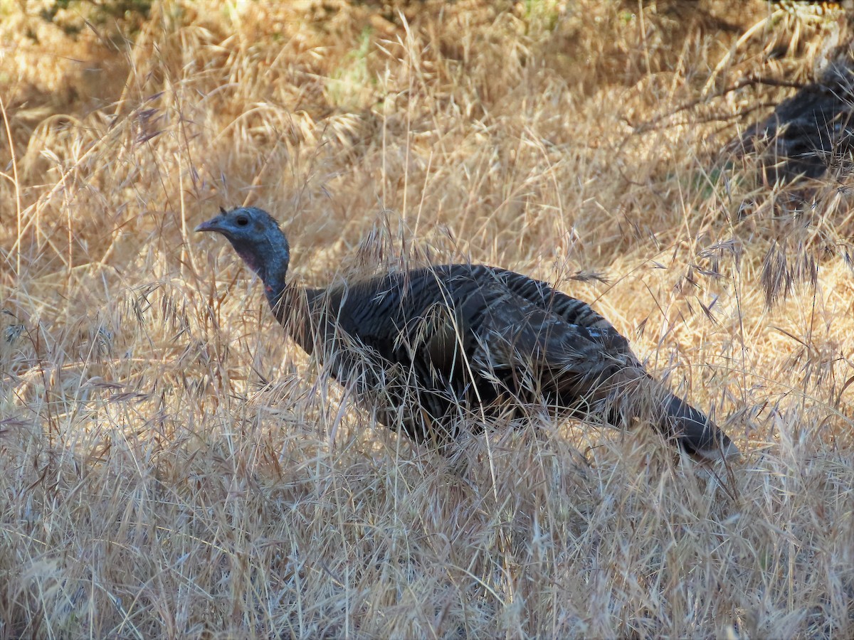 Wild Turkey - ML450168971