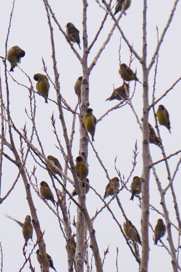 Black-headed Greenfinch - ML45016911