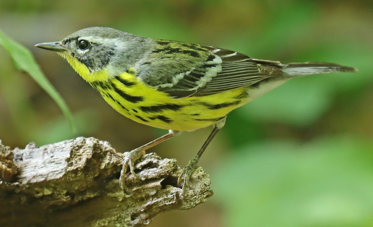 Magnolia Warbler - ML450170441