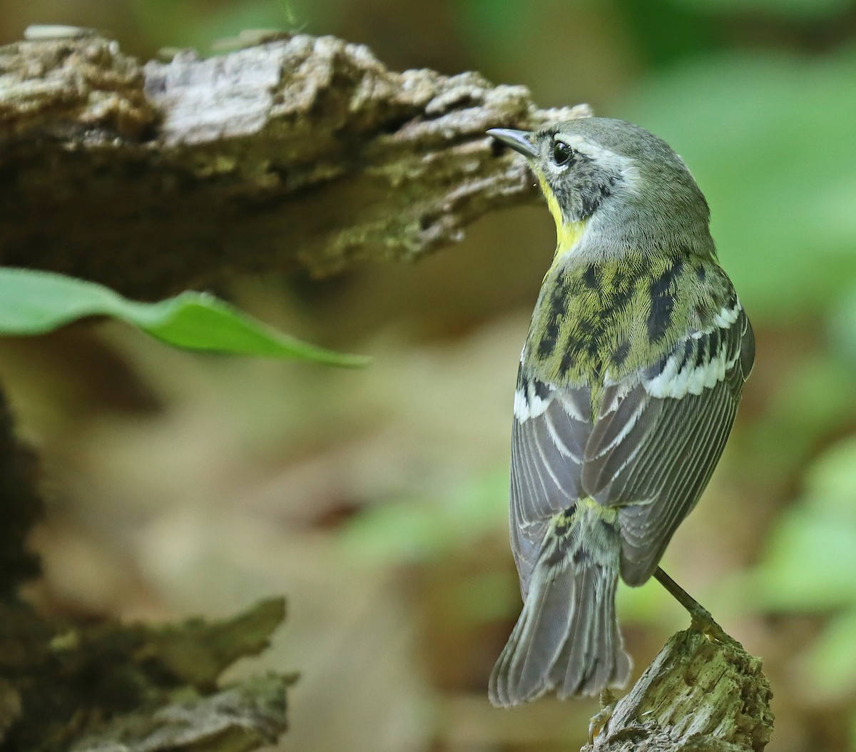 Magnolia Warbler - Corey Finger