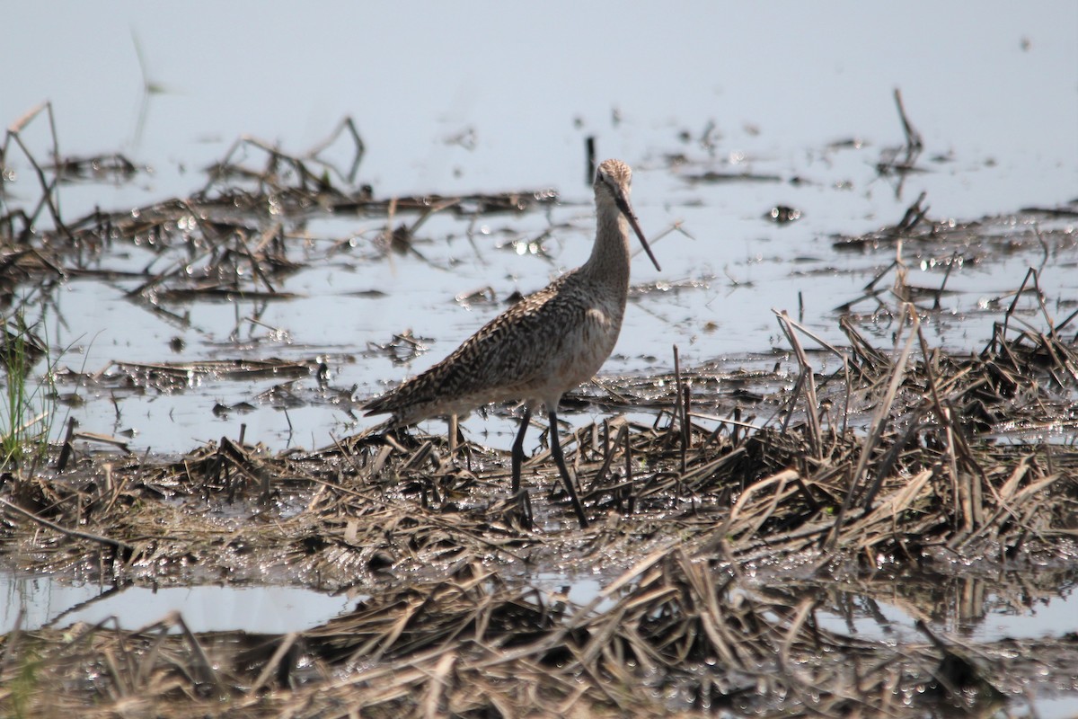 Marbled Godwit - ML450171521