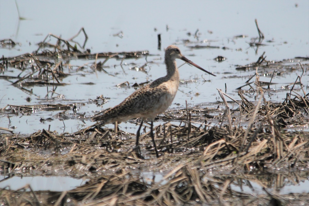 Marbled Godwit - ML450171551