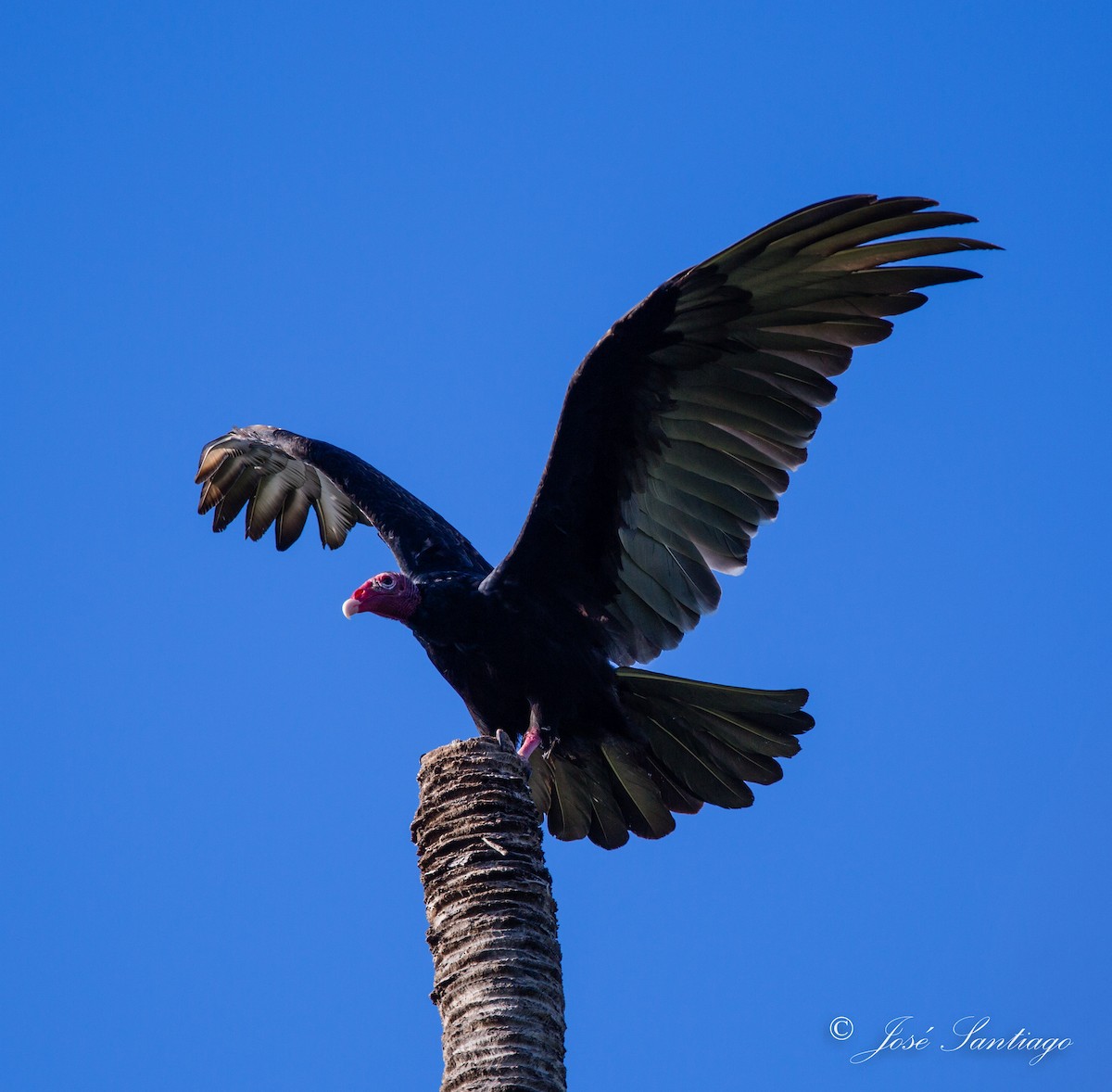 Urubu à tête rouge - ML45017351