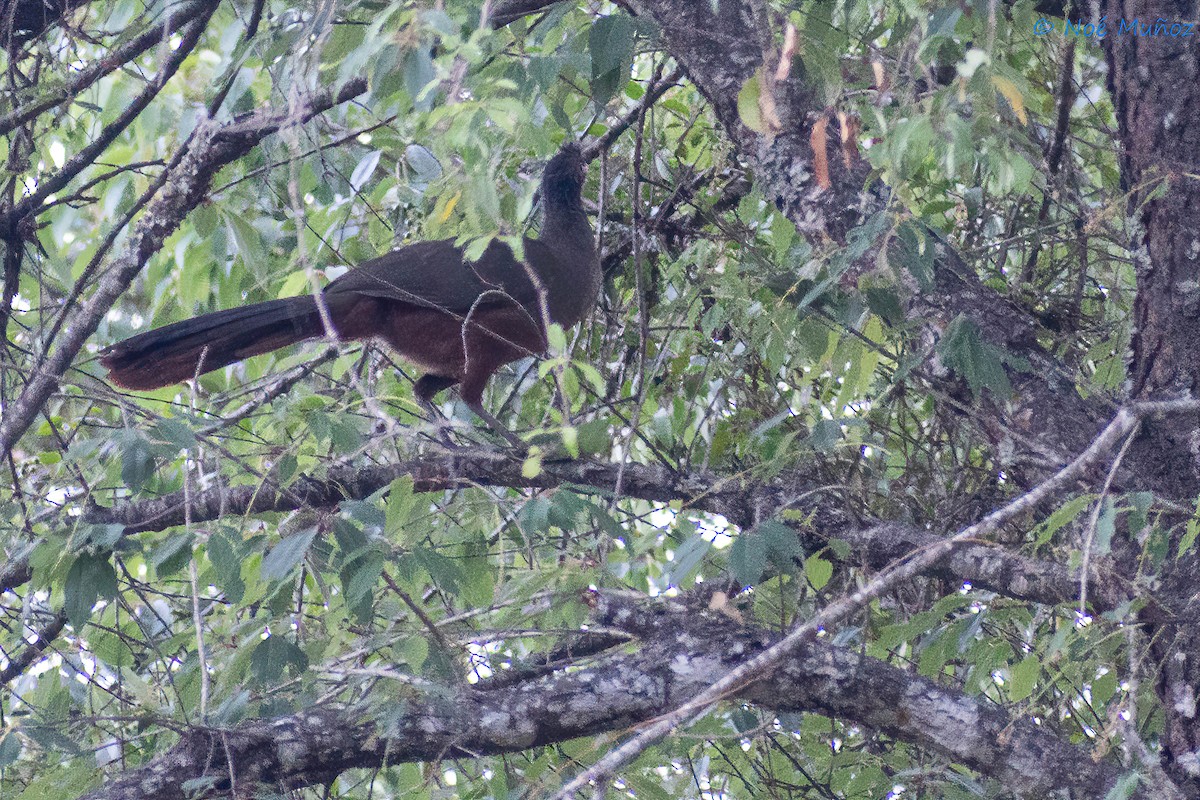 Chachalaca Ventricastaña - ML450174221