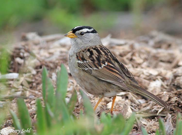 White-crowned Sparrow - ML450174571