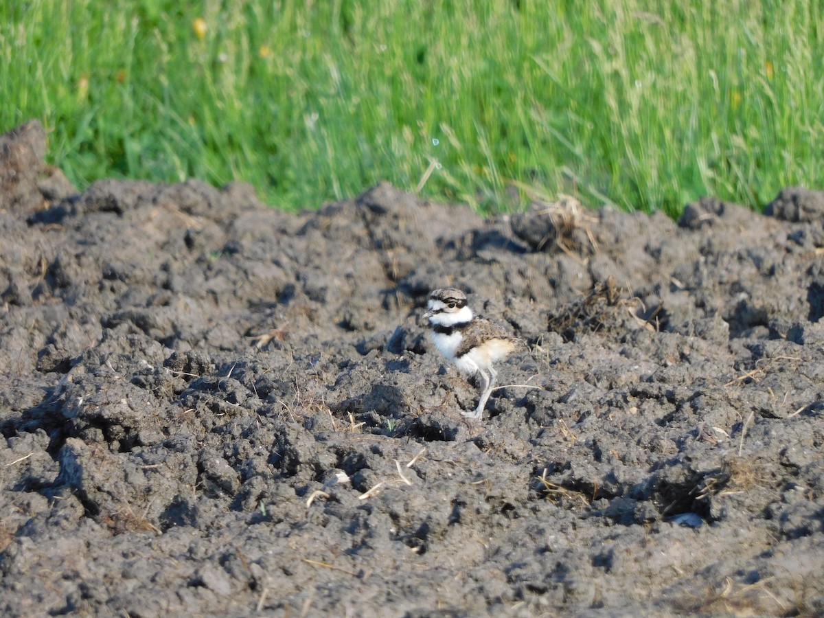 Killdeer - ML450174601