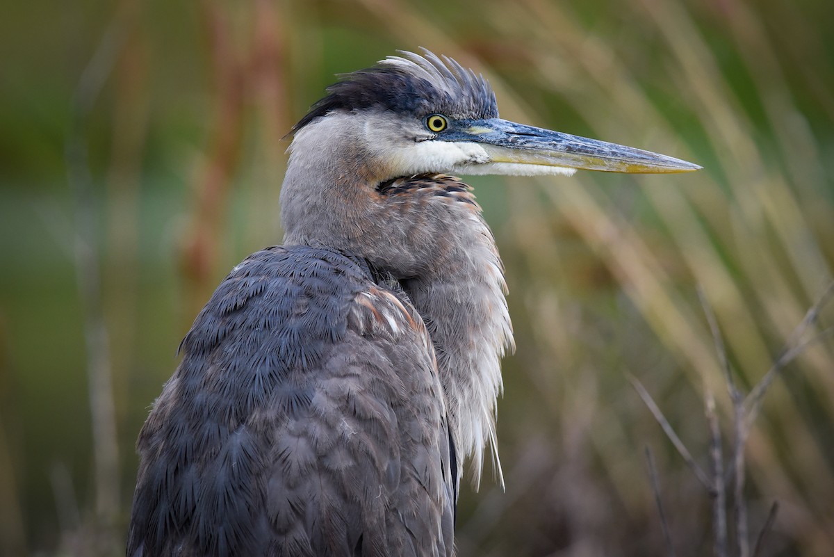 Great Blue Heron - ML450174921