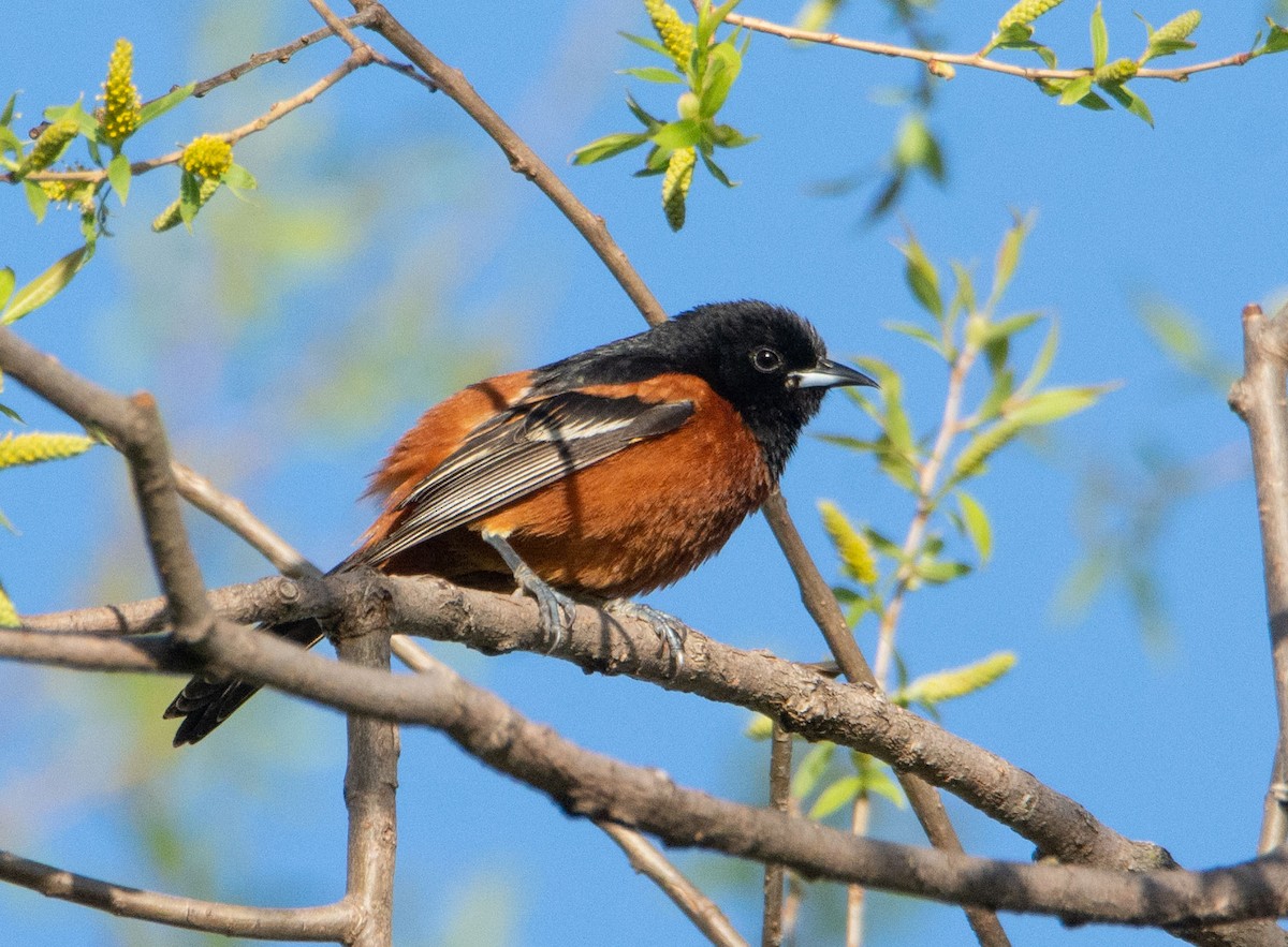 Orchard Oriole - Gillian Henry