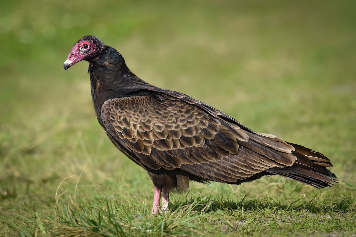 Turkey Vulture - ML450176611