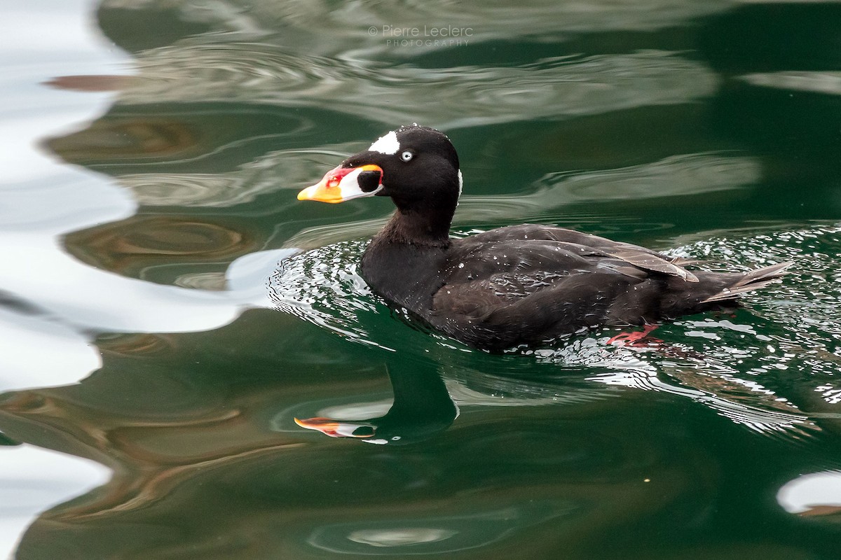 Surf Scoter - ML450176881