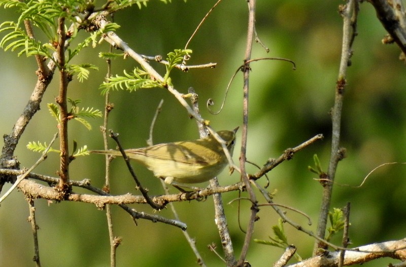 Greenish Warbler - Shwetha Bharathi