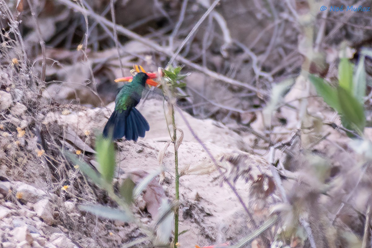 Mexican Woodnymph - ML450179691