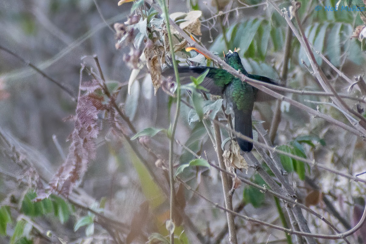 Mexican Woodnymph - ML450179761