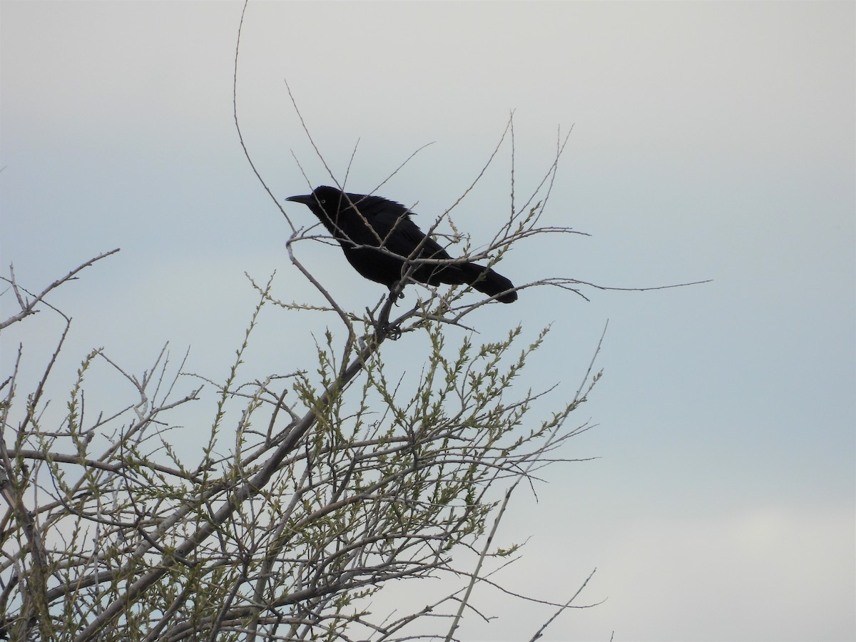 Great-tailed Grackle - ML450180021