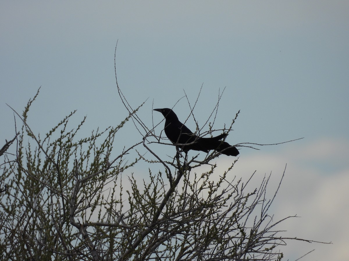 Great-tailed Grackle - Carl Lundblad