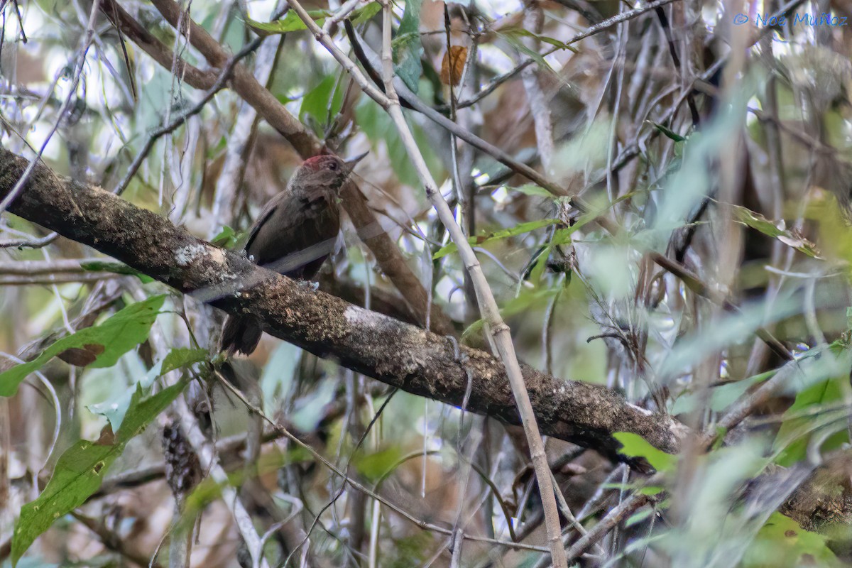 Smoky-brown Woodpecker - ML450181051