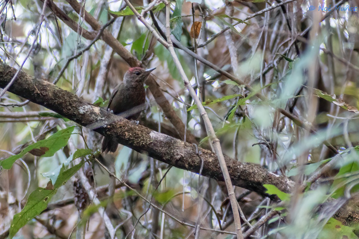 Smoky-brown Woodpecker - ML450181091