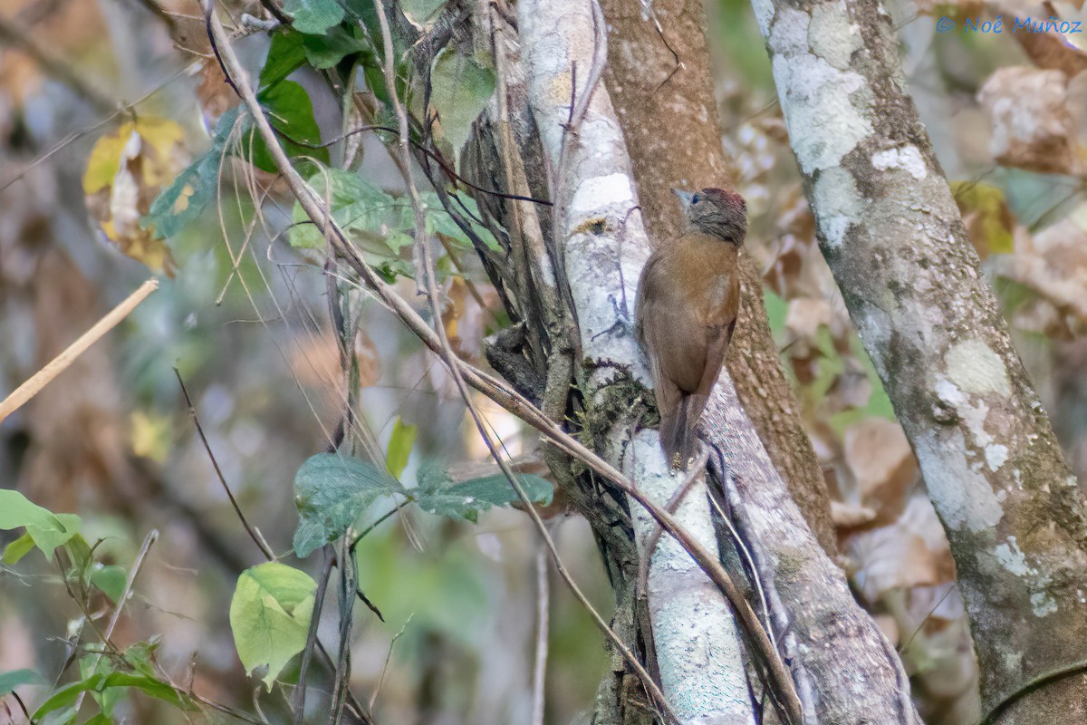 Smoky-brown Woodpecker - ML450181131