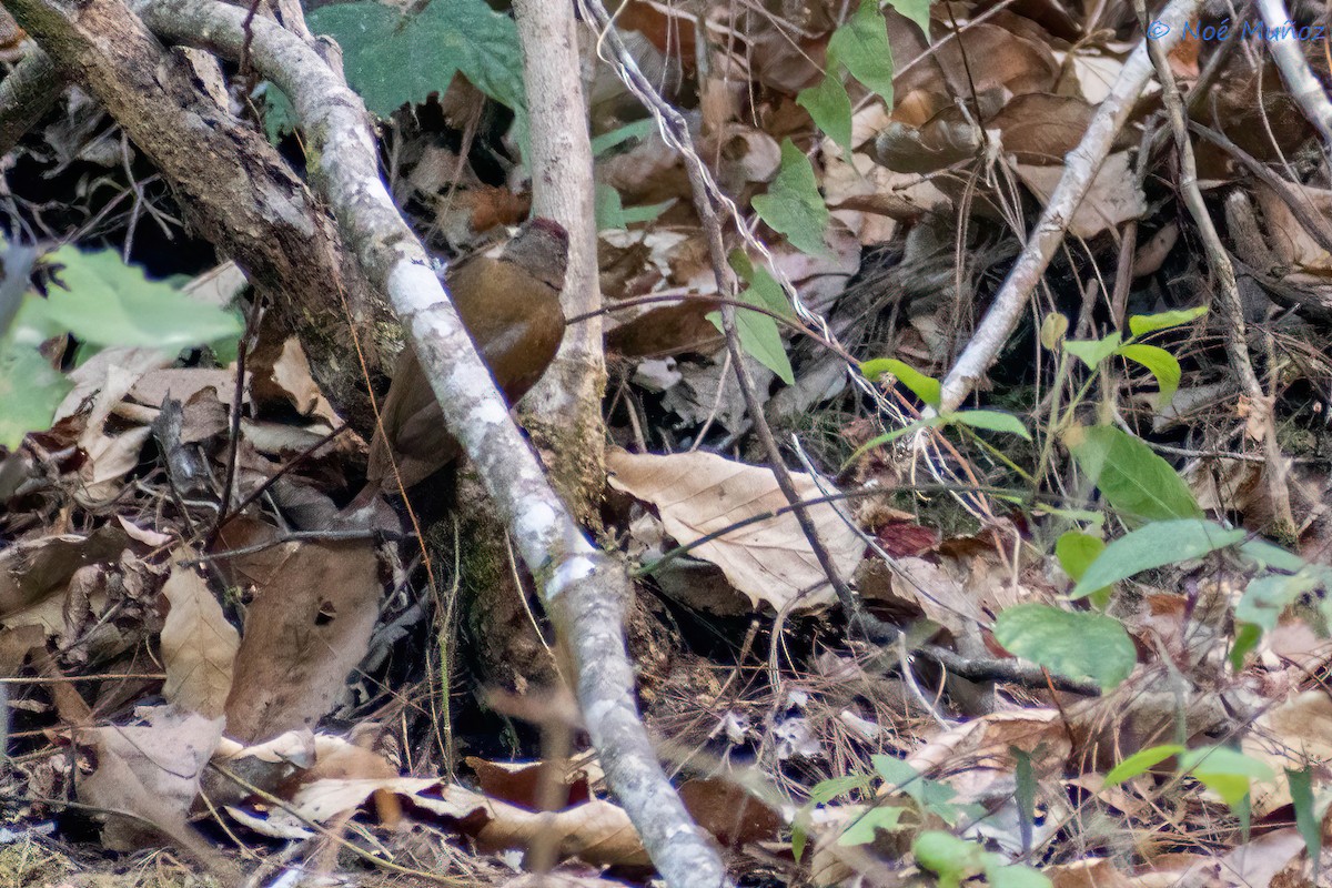 Smoky-brown Woodpecker - ML450181141