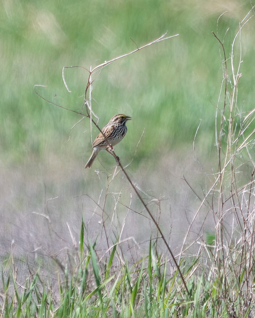 Savannah Sparrow - ML450182021