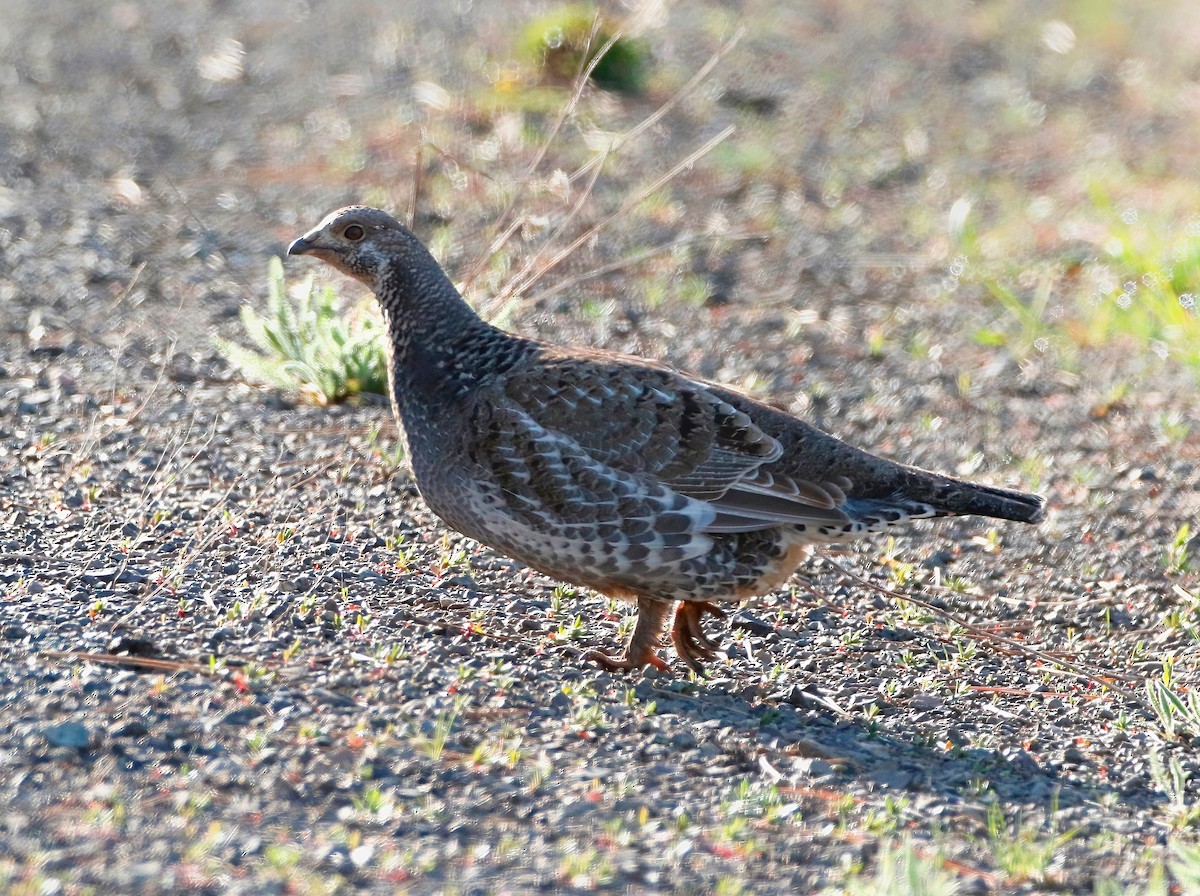 Dusky Grouse - ML450182771