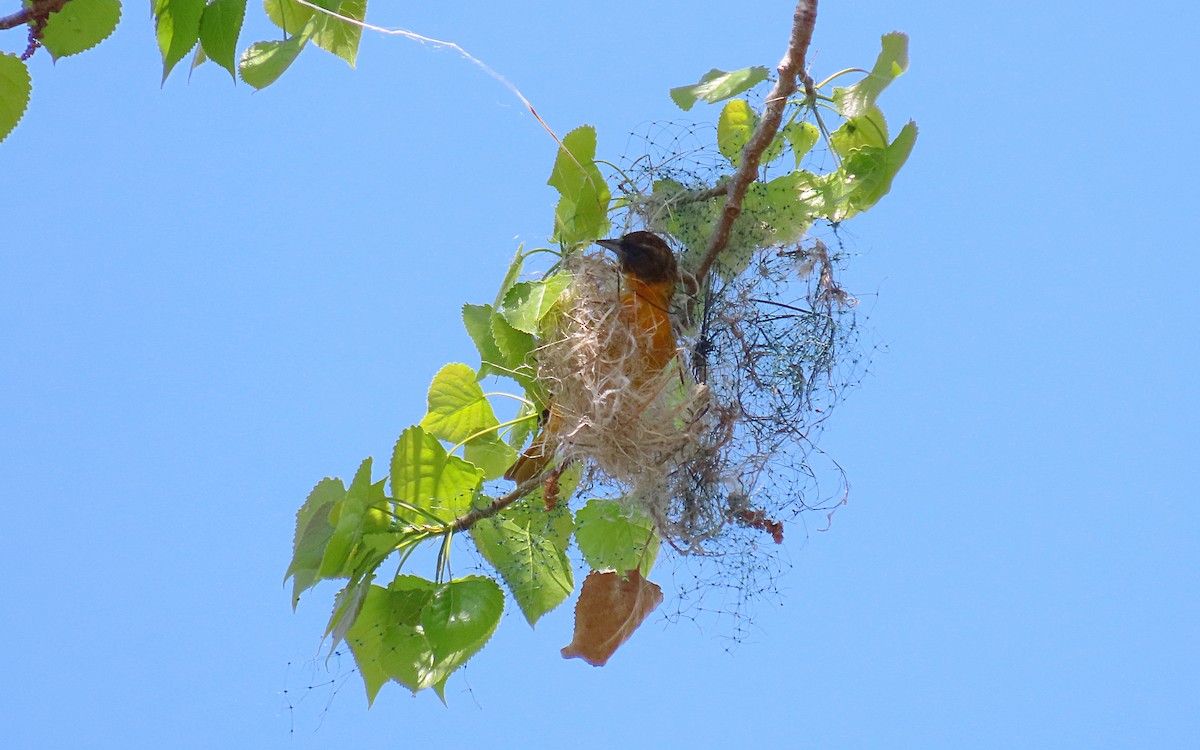 Baltimore Oriole - ML450183111