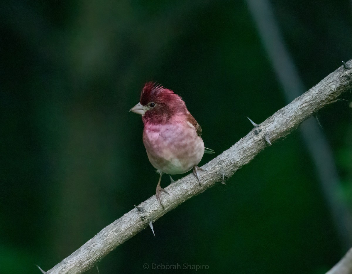 Пурпурная чечевица - ML450185031