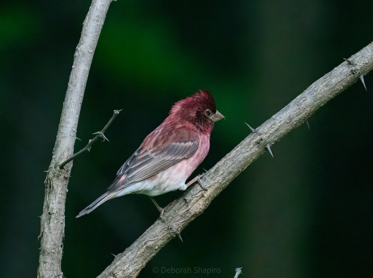 Пурпурная чечевица - ML450185041