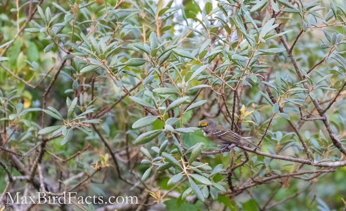 White-eyed Vireo - ML450186261