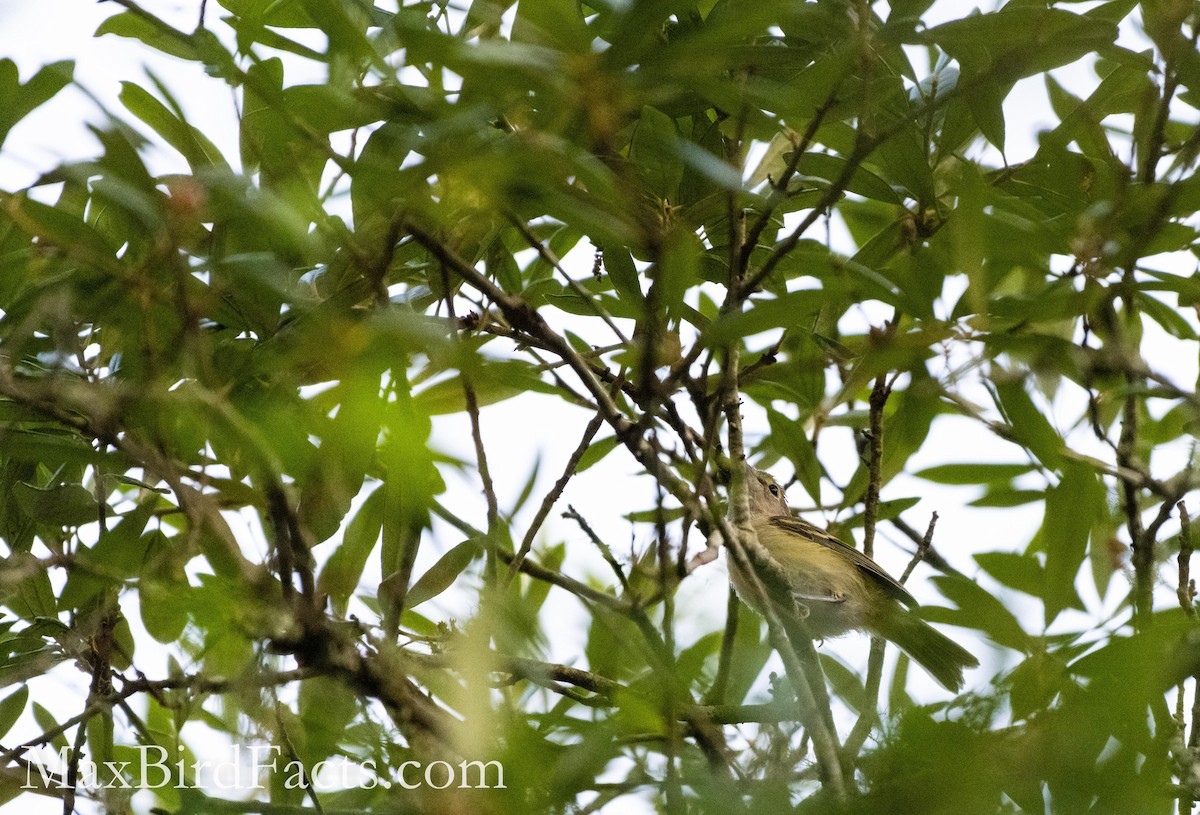 White-eyed Vireo - ML450186371