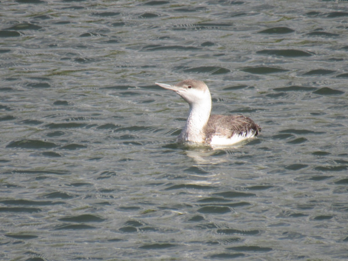 Red-throated Loon - ML450186391